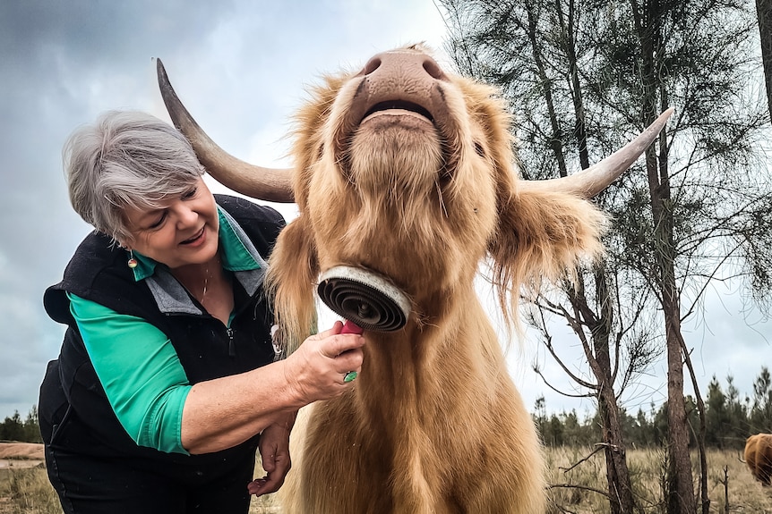 A woman brushes a shaggy highland cow in a paddock with cattle in the background.