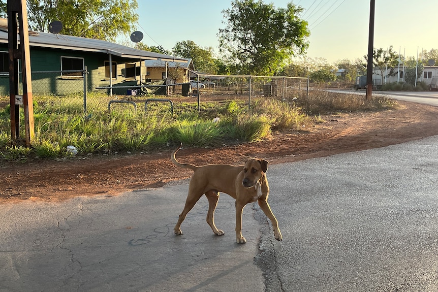A dog walks along a road through a remote community