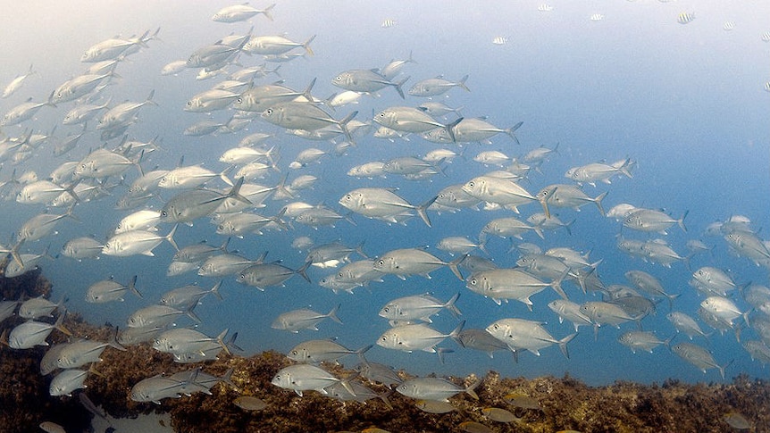 A school of silver fish swimming in the ocean.