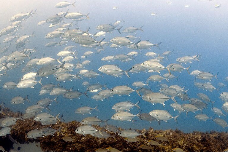 A school of silver fish swimming in the ocean.