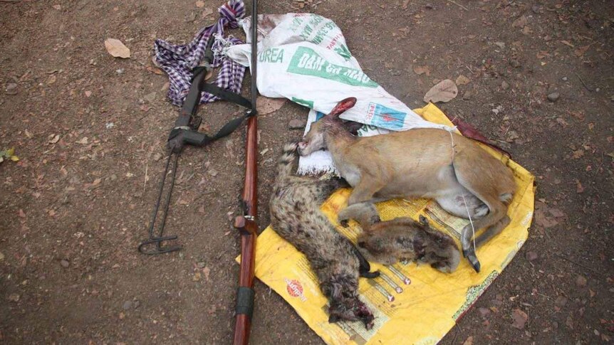 A slaughtered barking deer, slow loris and civet are laid on the ground next to guns.