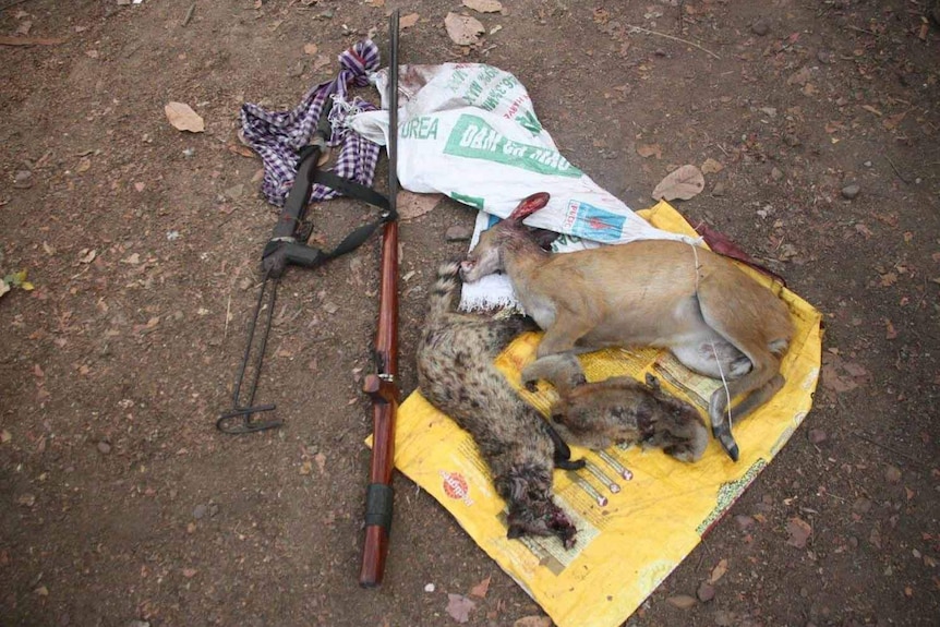 A slaughtered barking deer, slow loris and civet are laid on the ground next to guns.