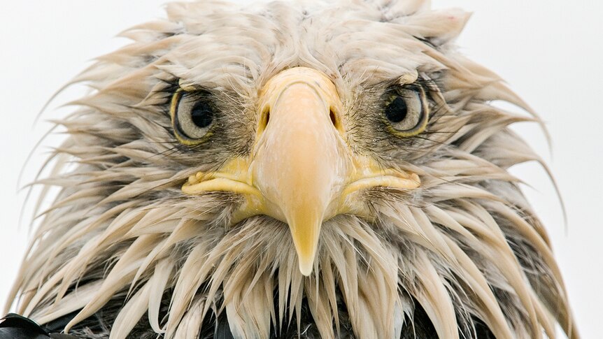 A bald eagle, soaked to the skin after days of constant rain in Alaska, stares at the camera.