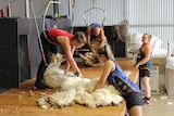 A woman and a man shearing sheep and two female shed hands waiting to take the fleeces away.