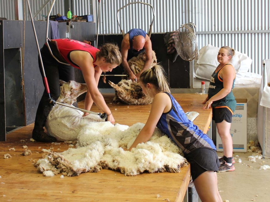 A woman and a man shearing sheep and two female shed hands waiting to take the fleeces away.