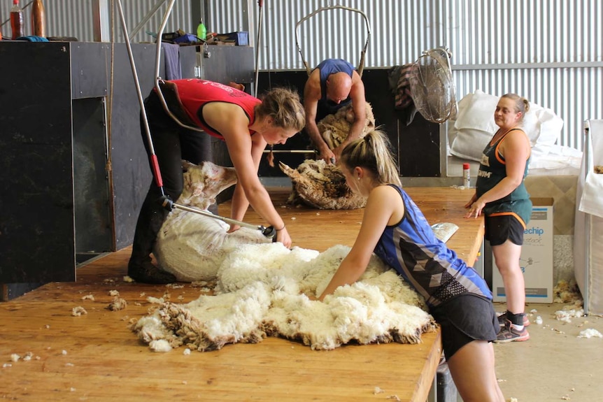 A woman and a man shearing sheep and two female shed hands waiting to take the fleeces away.