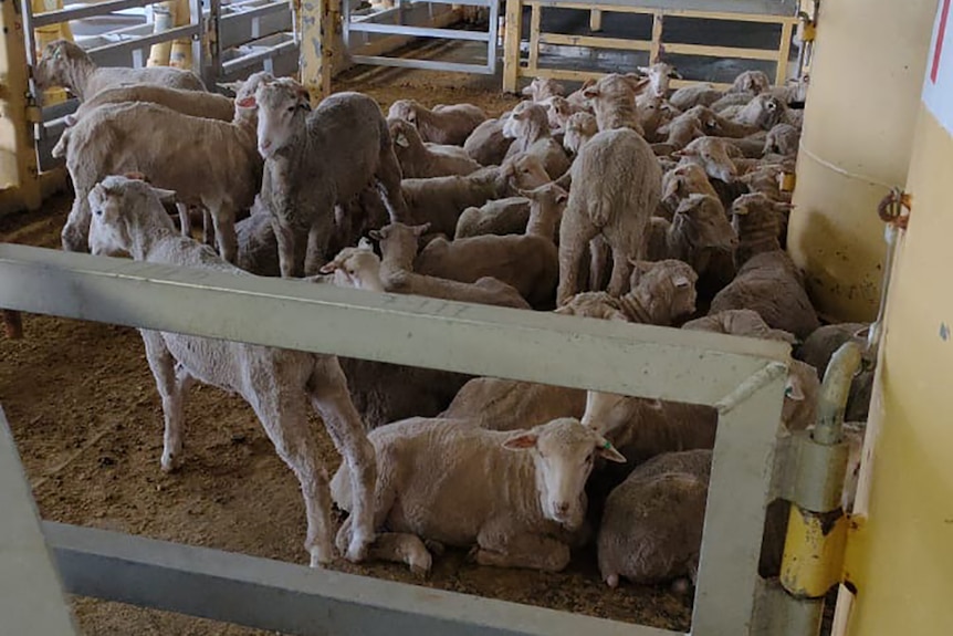 A group of sheep in a pen on a live export ship.