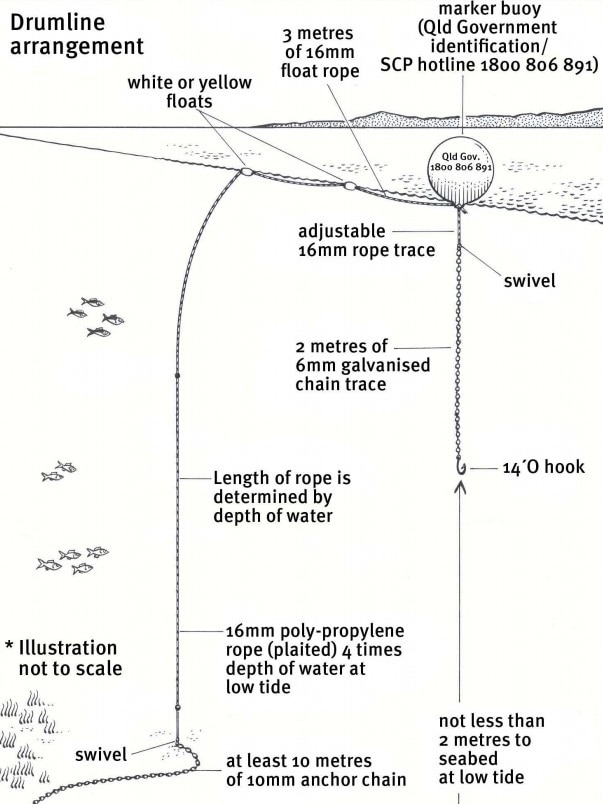 Shark drumline diagram