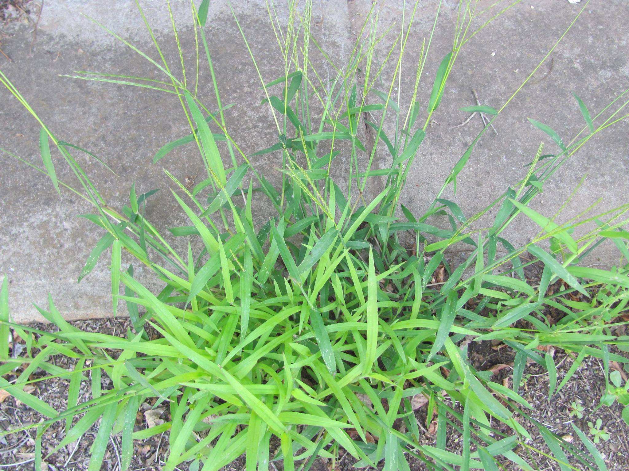 Crab grass growing near a footpath.