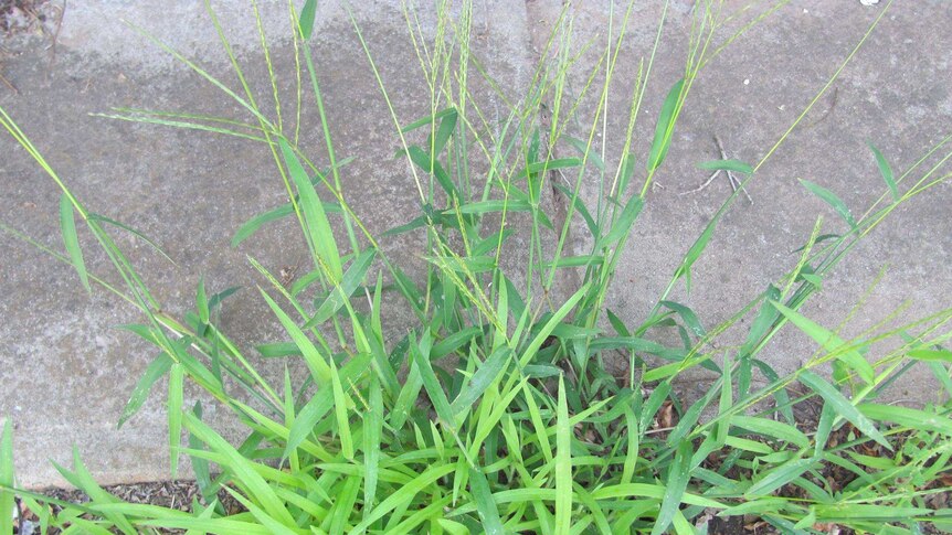 Crab grass growing near a footpath.