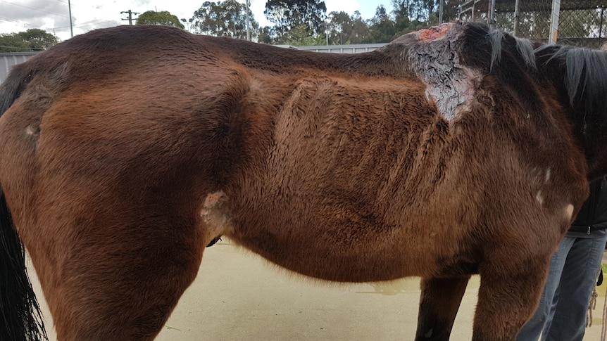 The owners of George the horse banned found guilty of animal cruelty charges.