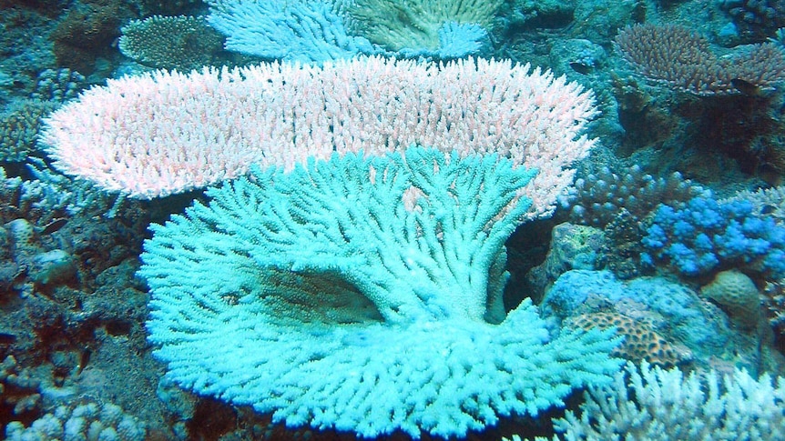 Wide shot showing coral underwater, some of it bleached.