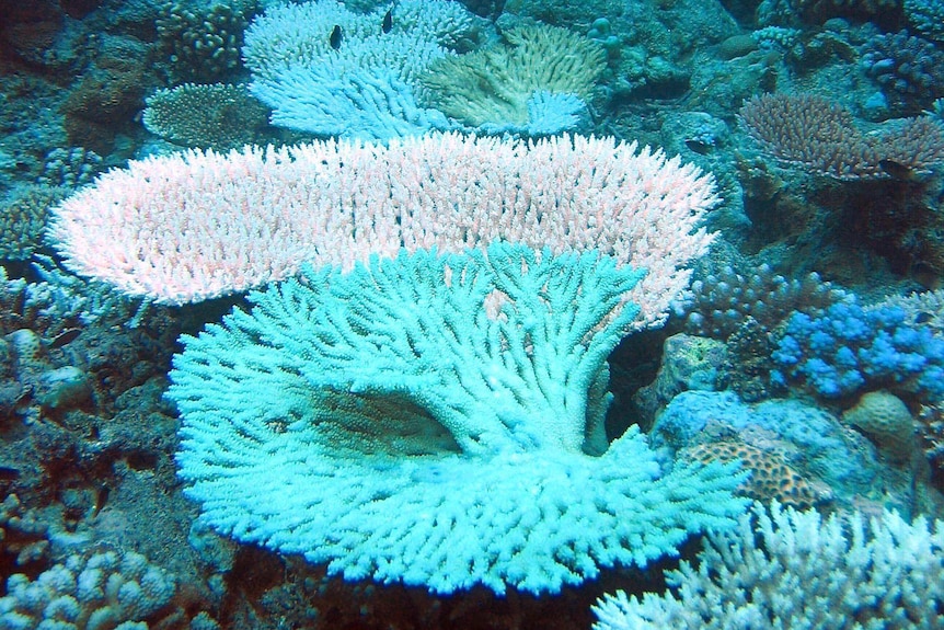 Wide shot showing coral underwater, some of it bleached.