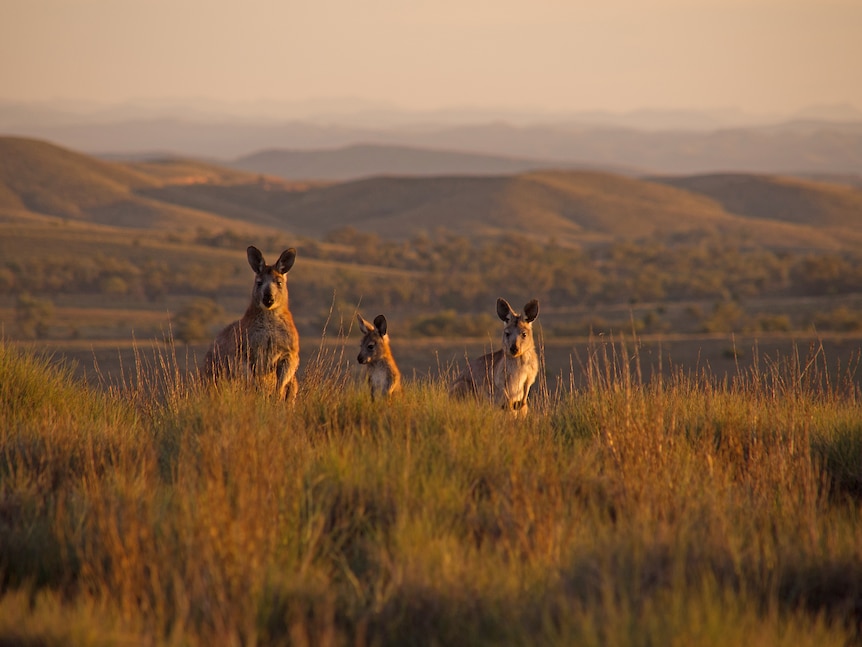 Land donation allows extension of the Flinders Ranges national park