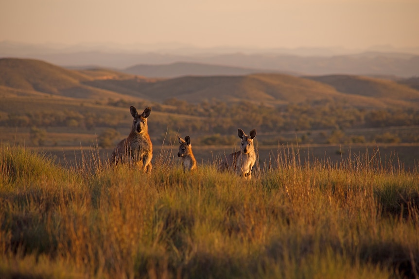 Land donation allows extension of the Flinders Ranges national park