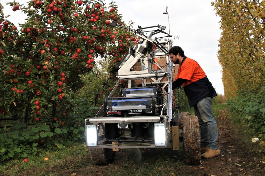Man works on a robot capable of picking apples. Robot arm hold a red apple.
