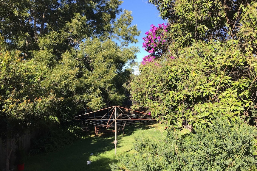 A Hills Hoist clothesline in a green leafy backyard.