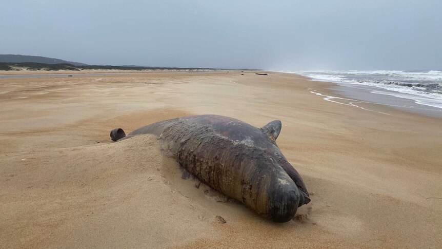A dead whale on an isolated beach