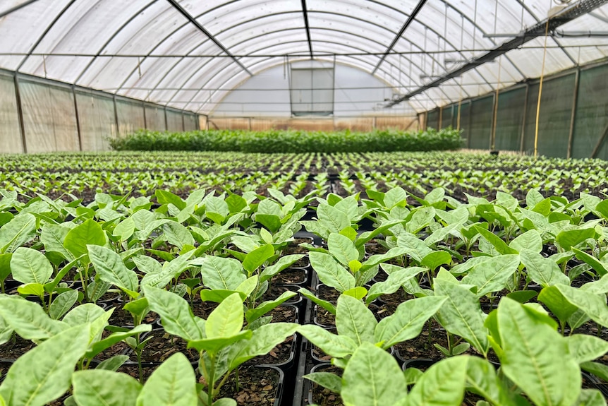 Rows of passionfruit plants in pots in a big greenhouse.