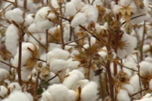cotton on the plant