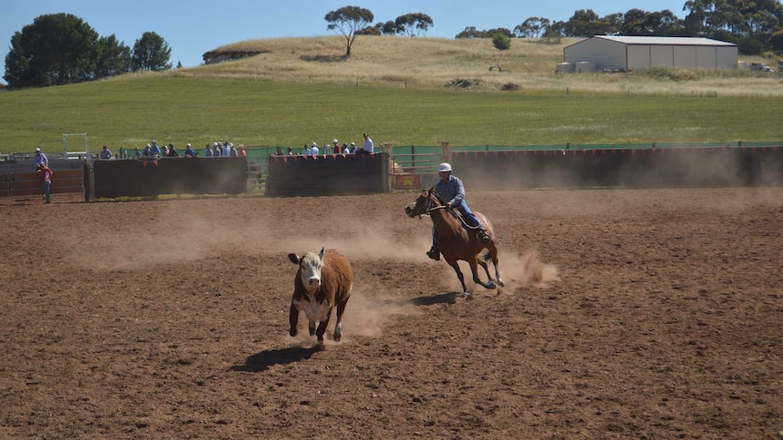 A rider on a chestnut horse is pursuing a brown cow on a cattle arena