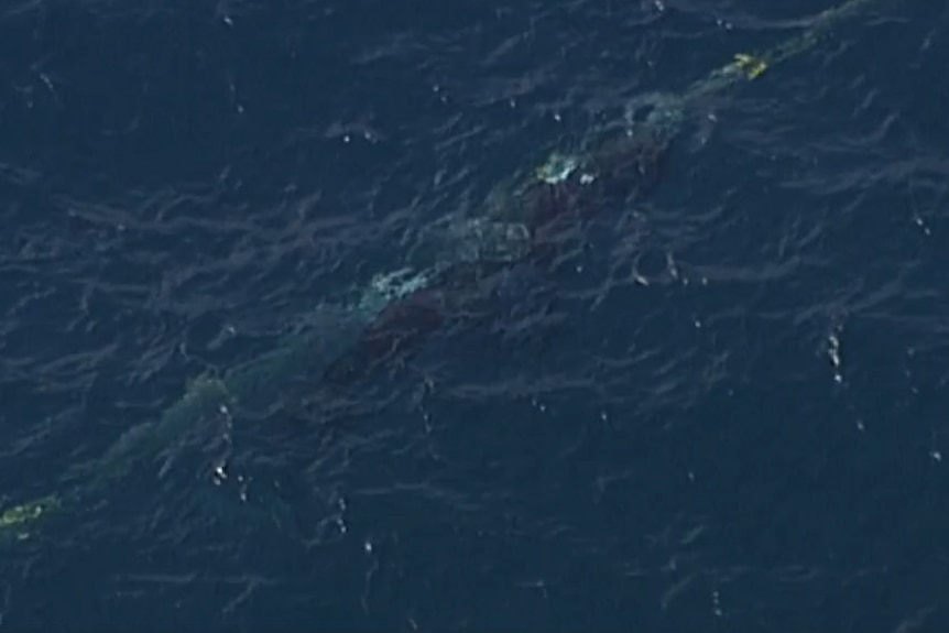 An aerial shot of a whale entangled in a shark net.