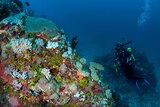Scientist from James Cook University exploring submerged reef