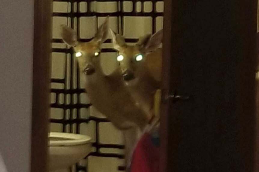 Two deer peering from the bathroom of an apartment