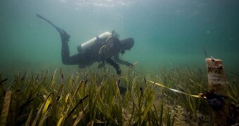 Scuba diver swimming.