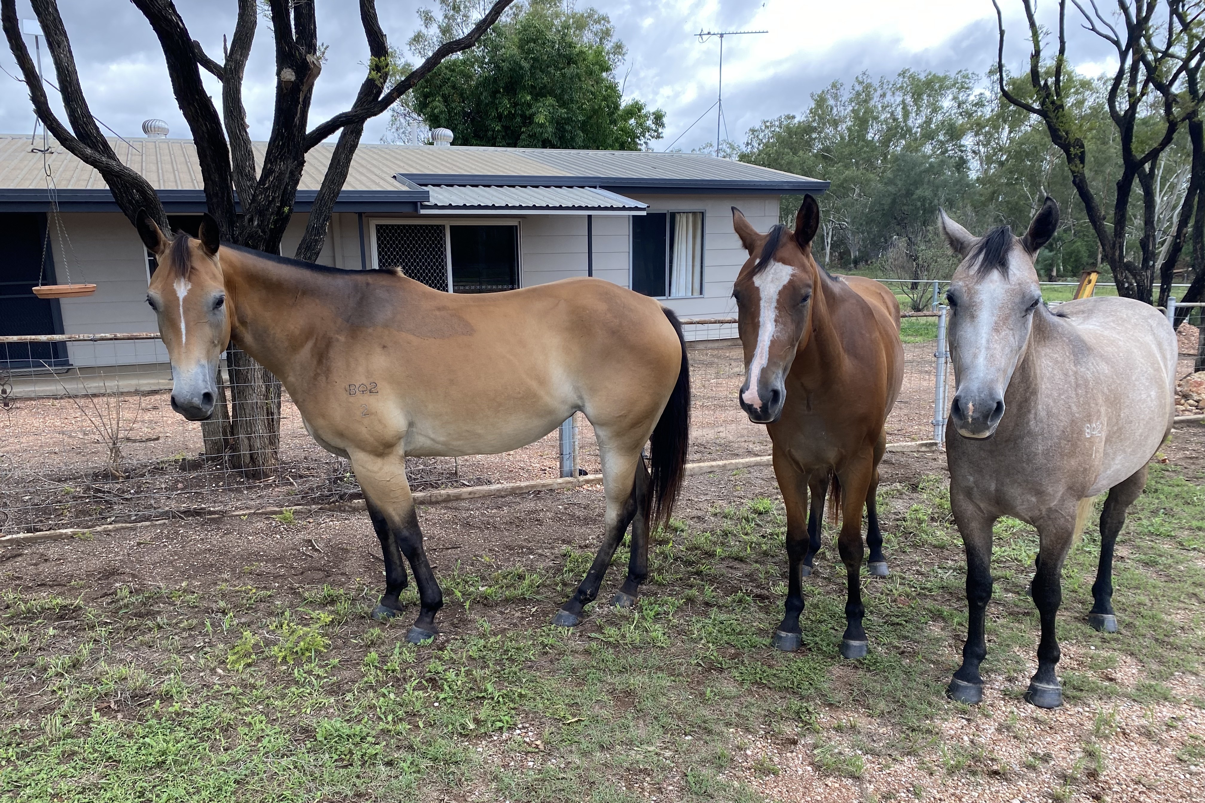 Três cavalos estão na frente de uma casa.