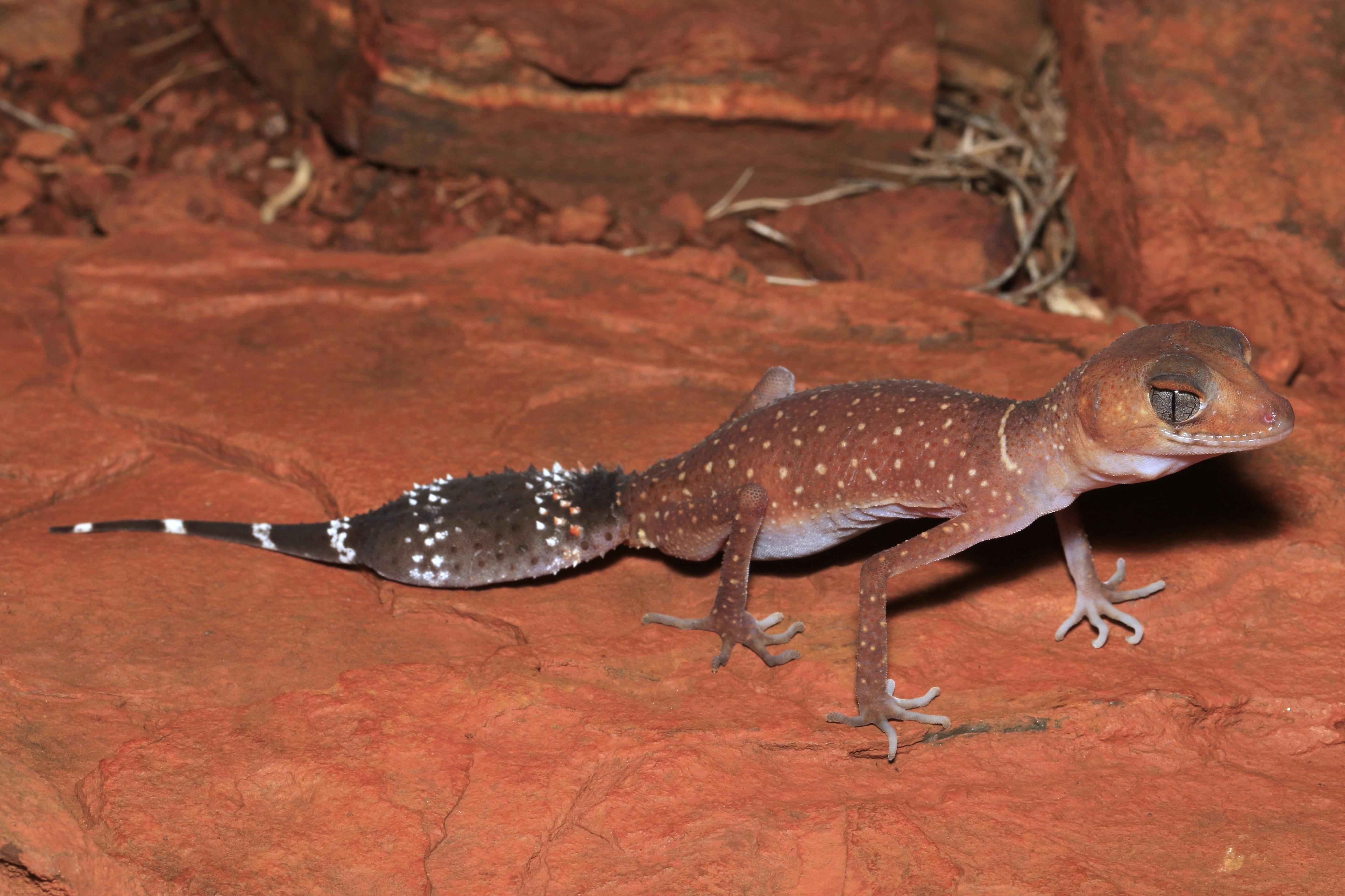 Rare barking geckos and Bungle Bungle sliders face extinction
