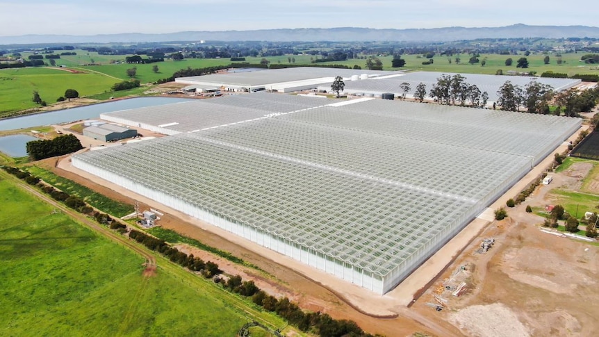 How two veterans of Melbourne's wholesale fruit and veg market created Australia's largest greenhouse