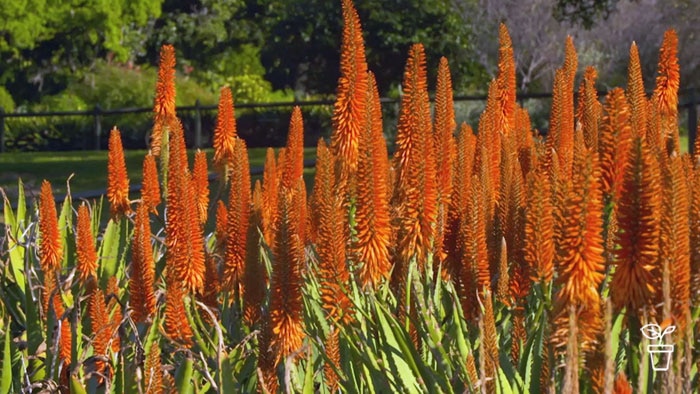 Aloe plants with bright orange flower spikes growing in a garden