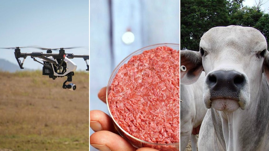 Collage of cattle industry