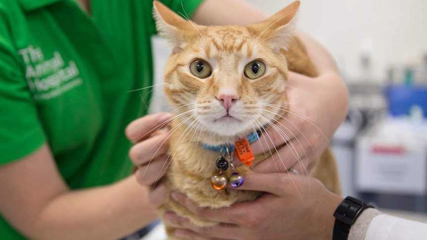 Cat donating blood