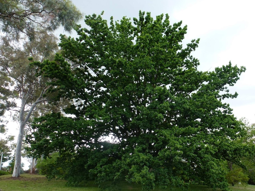 A protected English oak tree (Quercus robur) in Deakin, ACT.