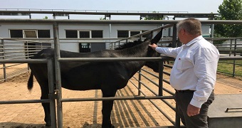 NT Department of Primary Industry CEO Alister Trier visiting a donkey farm in China.