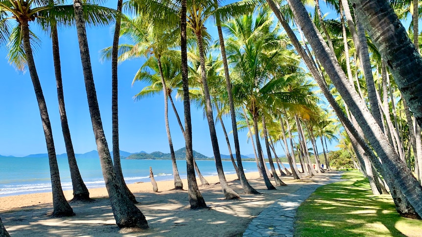 Palm Cove Beach surrounded by palm trees near Cairns 