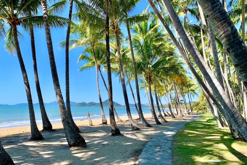 Palm Cove Beach surrounded by palm trees near Cairns 