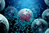 A computer image of antibodies destroying an infected cell by a virus.
