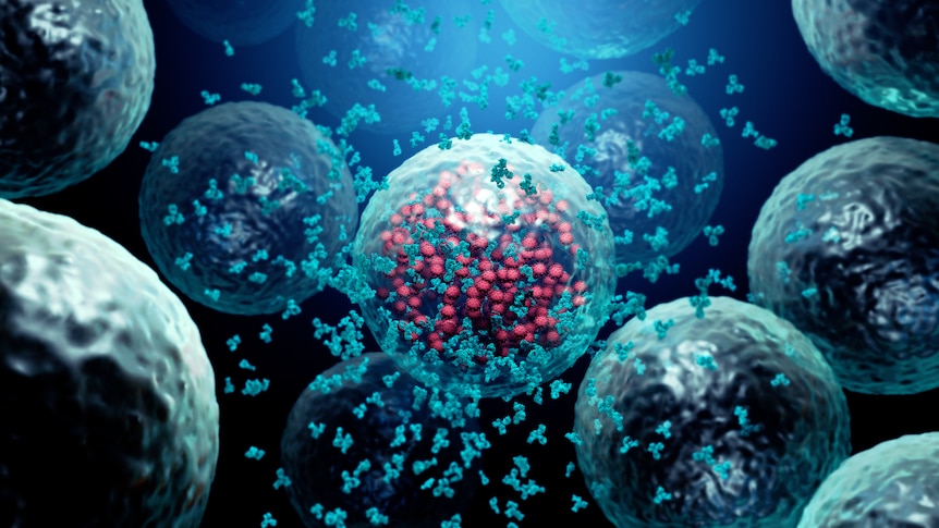 A computer image of antibodies destroying an infected cell by a virus.