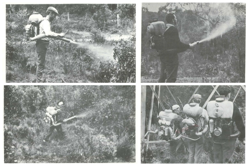 Collage of four black and white photographs showing men in regular clothes operating spray pumps attached to tanks on their back