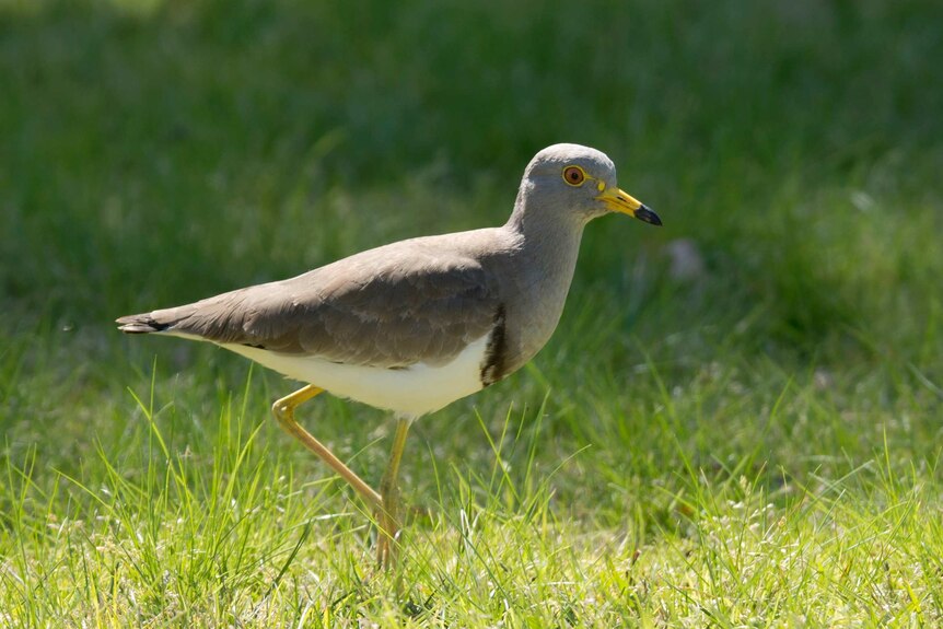 The grey-headed lapwing, a grey bird, walking on the grass.