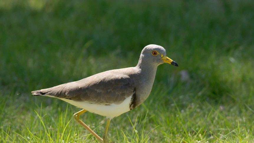 The grey-headed lapwing, a grey bird, walking on the grass.