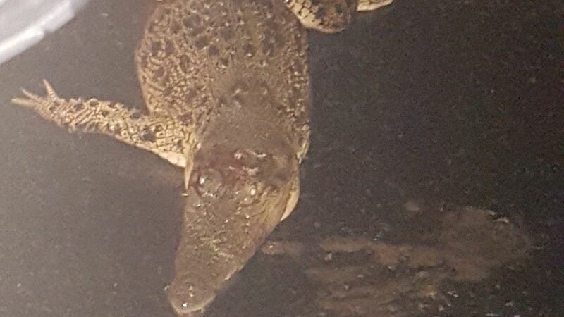 A crocodile spotted at Lottery Creek near Ingham by locals on the night of