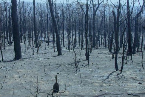 Burnt WA forest