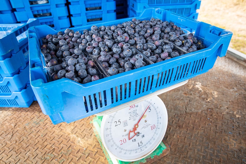 Blueberries in blue crate being weighed on scales. 