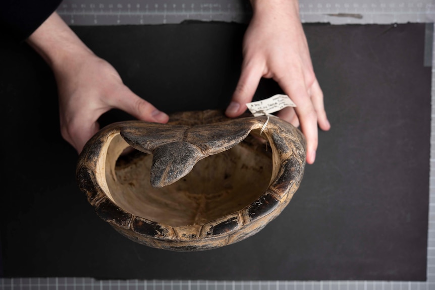 A view from above of two hands holding an empty turtle shell.