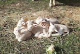 A group of five lambs huddle together