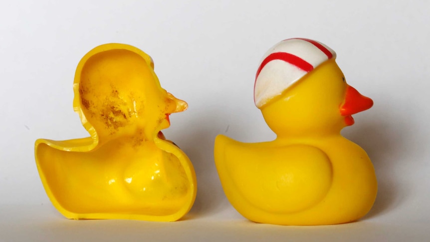 Rubber ducks are a haven for fungus and bacteria, study shows - ABC News